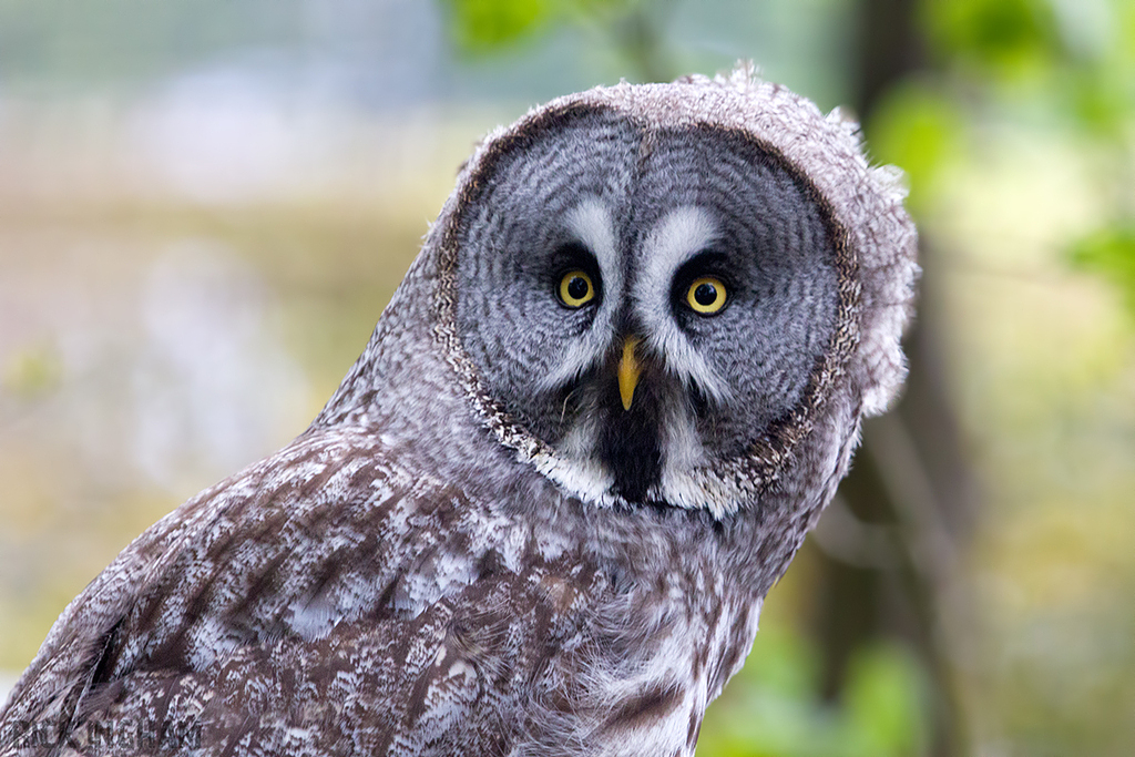 Great Grey Owl