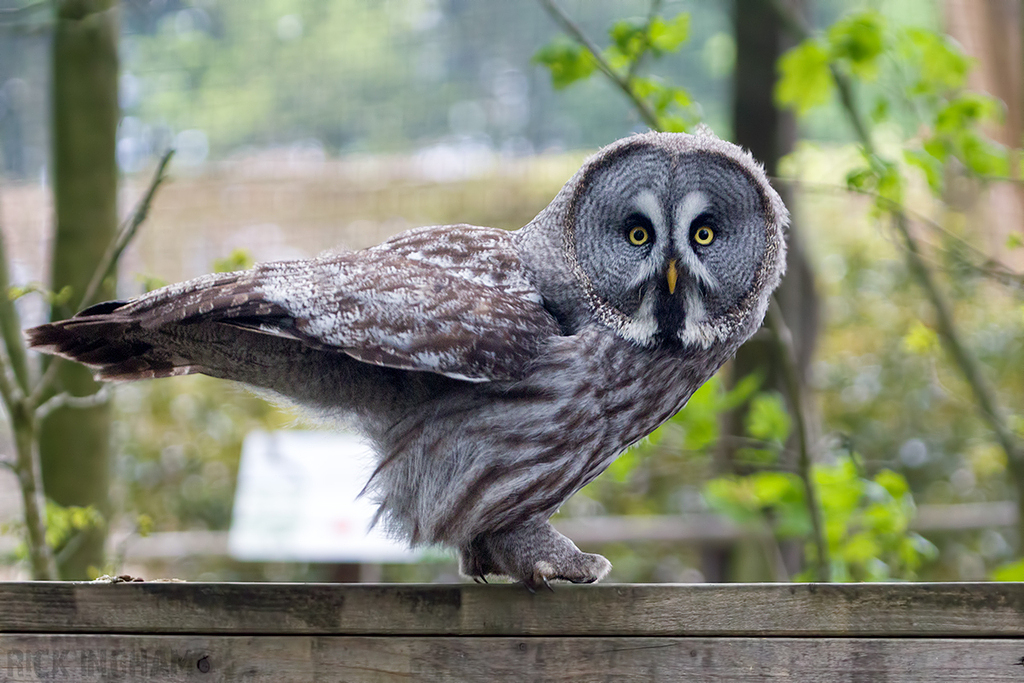 Great Grey Owl