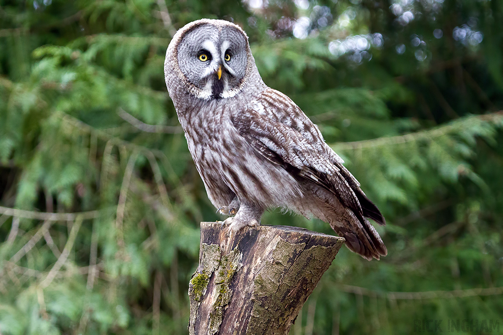 Great Grey Owl