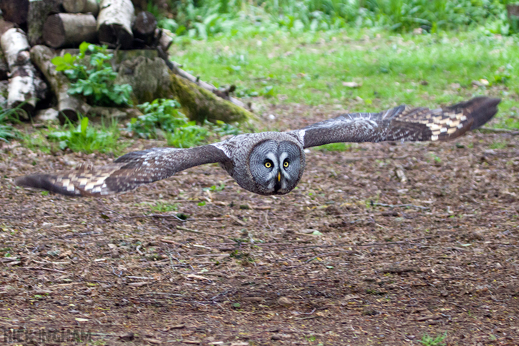 Great Grey Owl