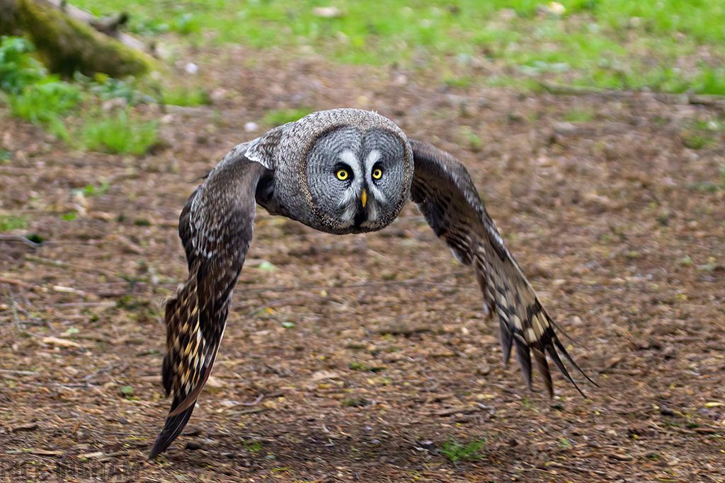 Great Grey Owl