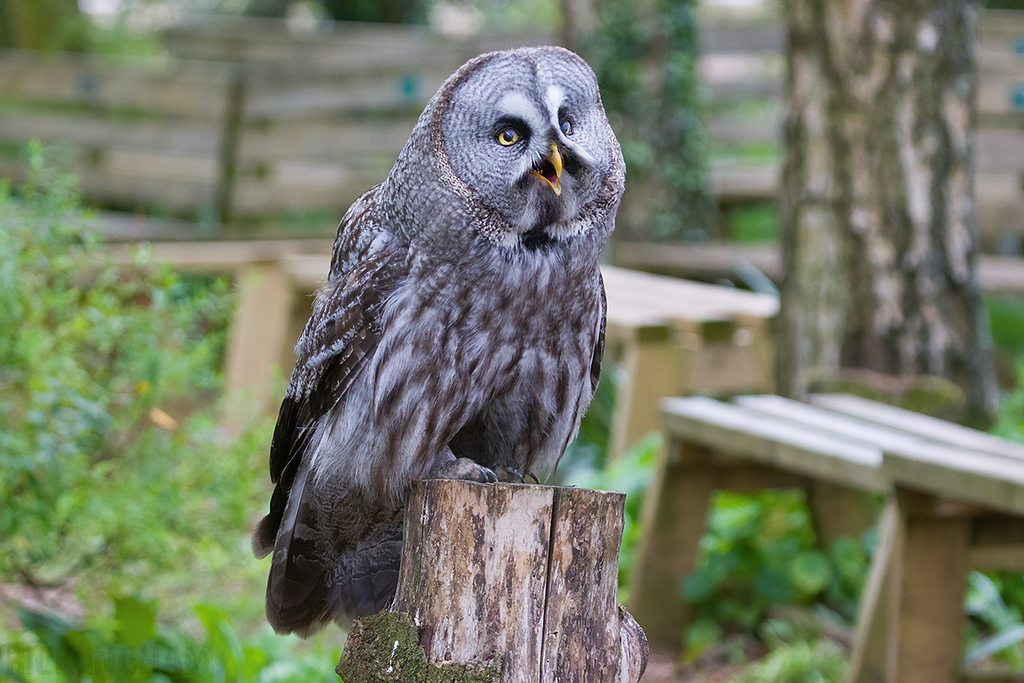 Great Grey Owl