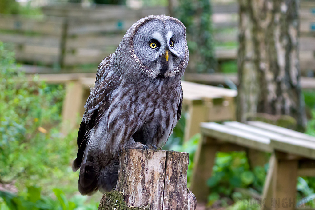 Great Grey Owl