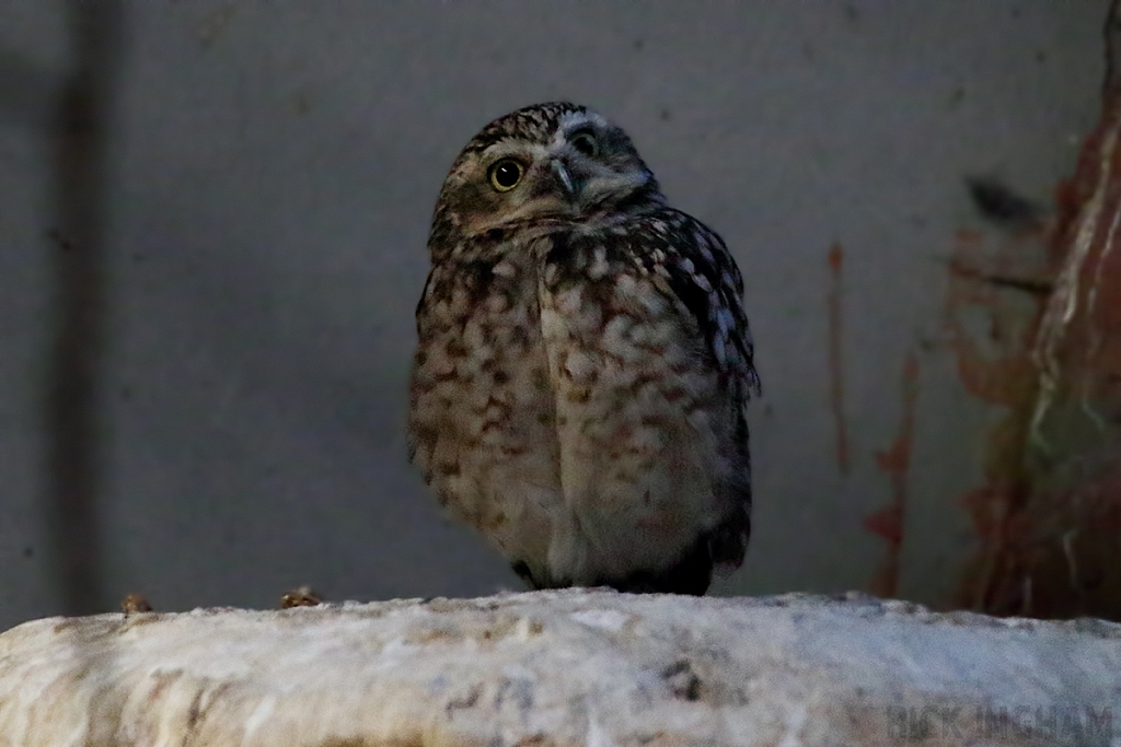 Burrowing Owl