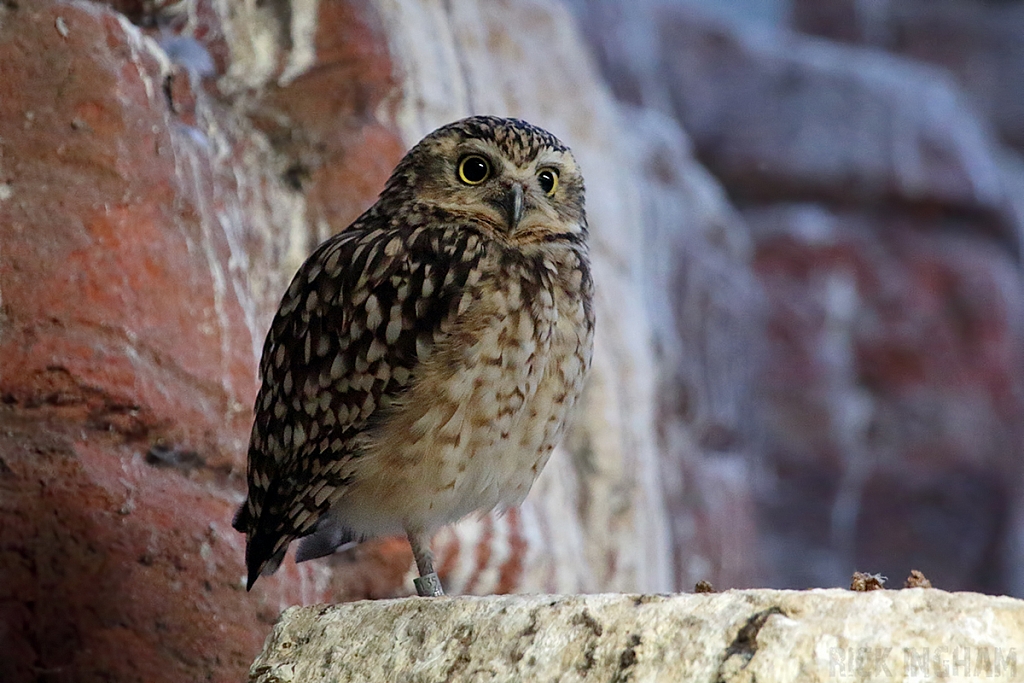 Burrowing Owl