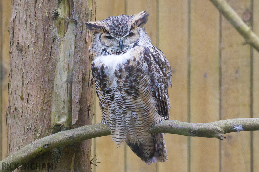 Great Horned Owl