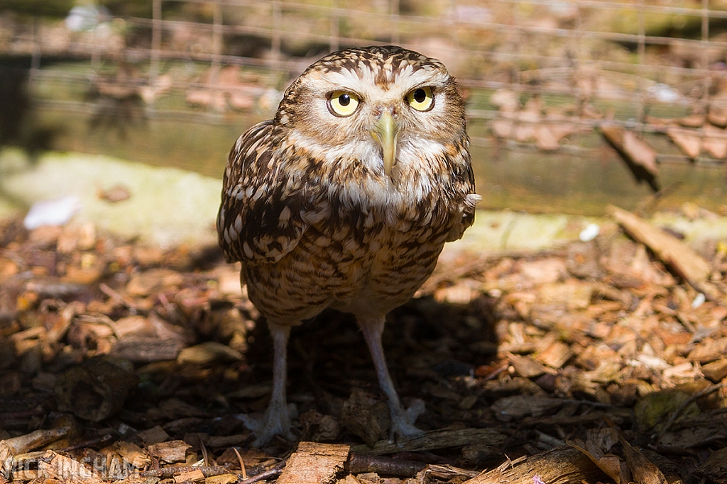 Burrow Owl