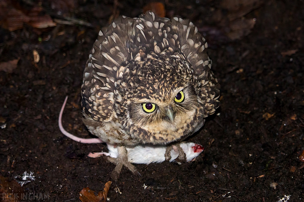 Burrow Owl