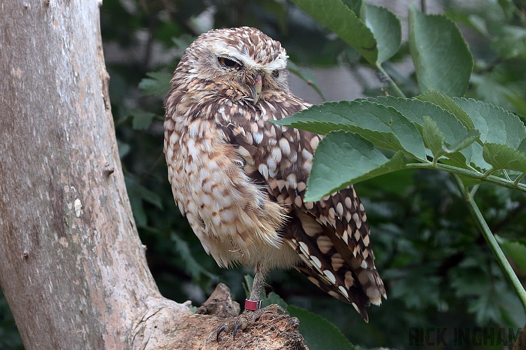 Burrow Owl