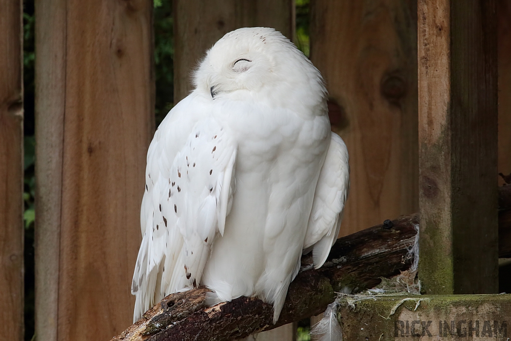 Snowy Owl