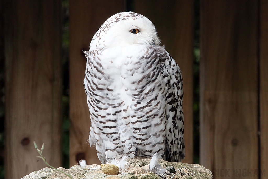 Snowy Owl