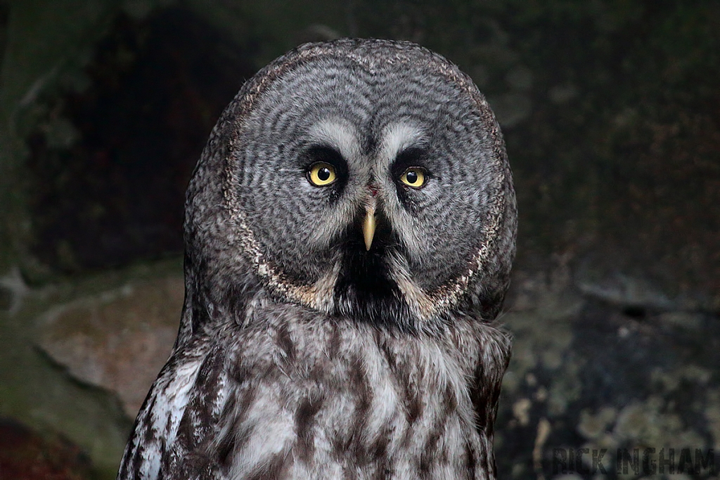 Great Grey Owl