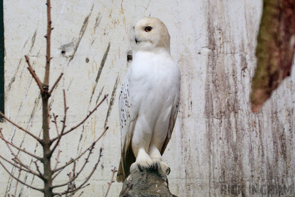 Snowy Owl