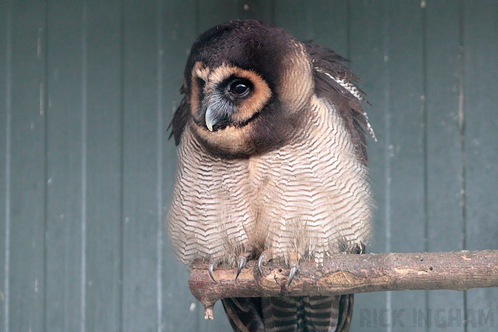 Brown Wood Owl
