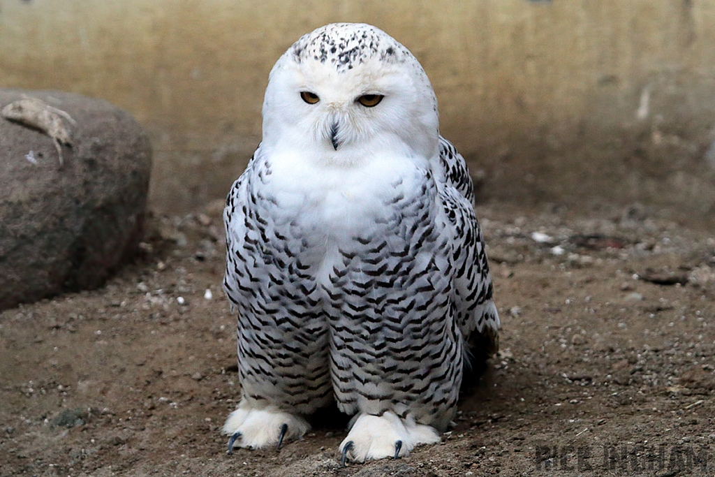 Snowy Owl