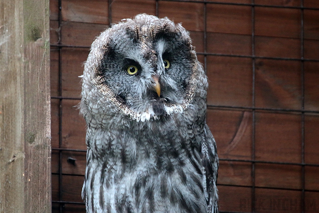 Great Gray Owl
