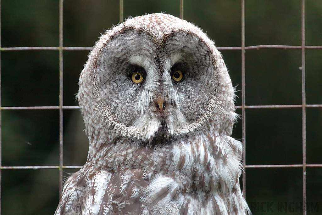 Great Gray Owl