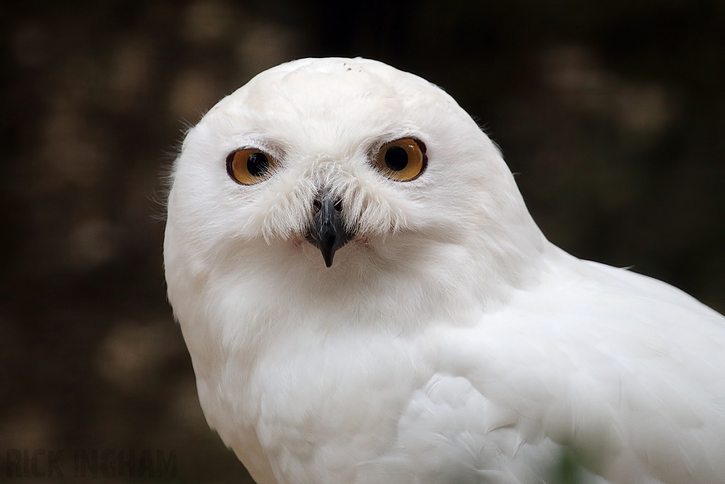 Snowy Owl