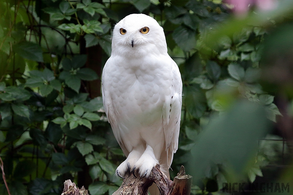 Snowy Owl