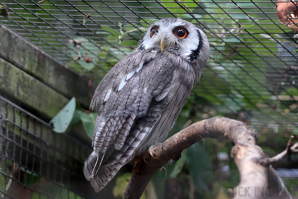 White Faced Owl