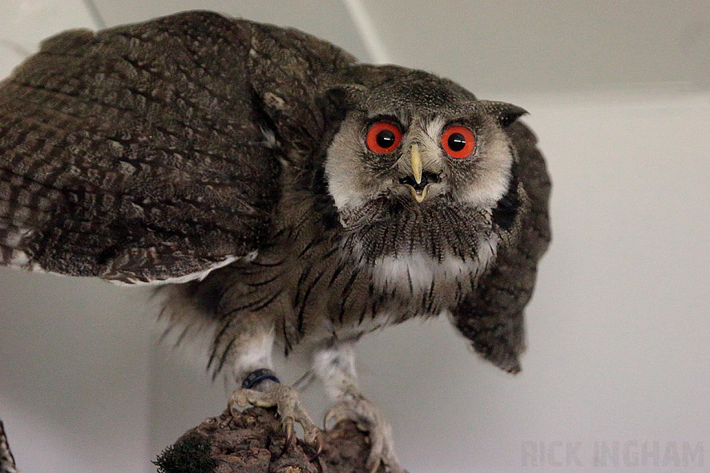 European Scops Owl Taxidermy
