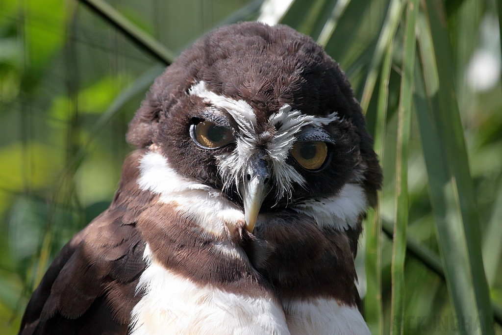 Spectacled Owl