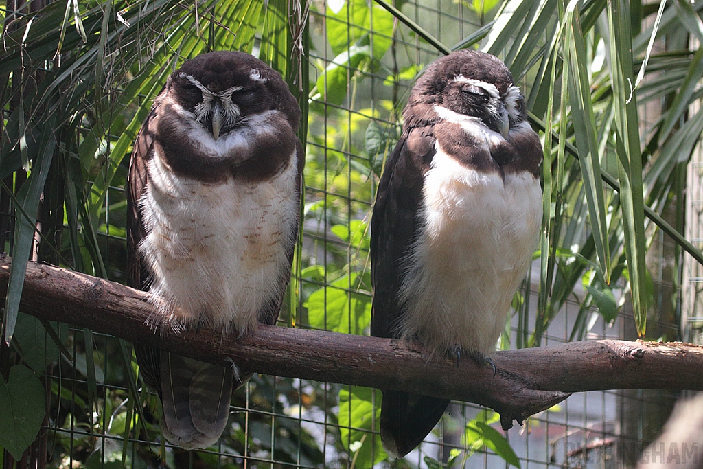 Spectacled Owl