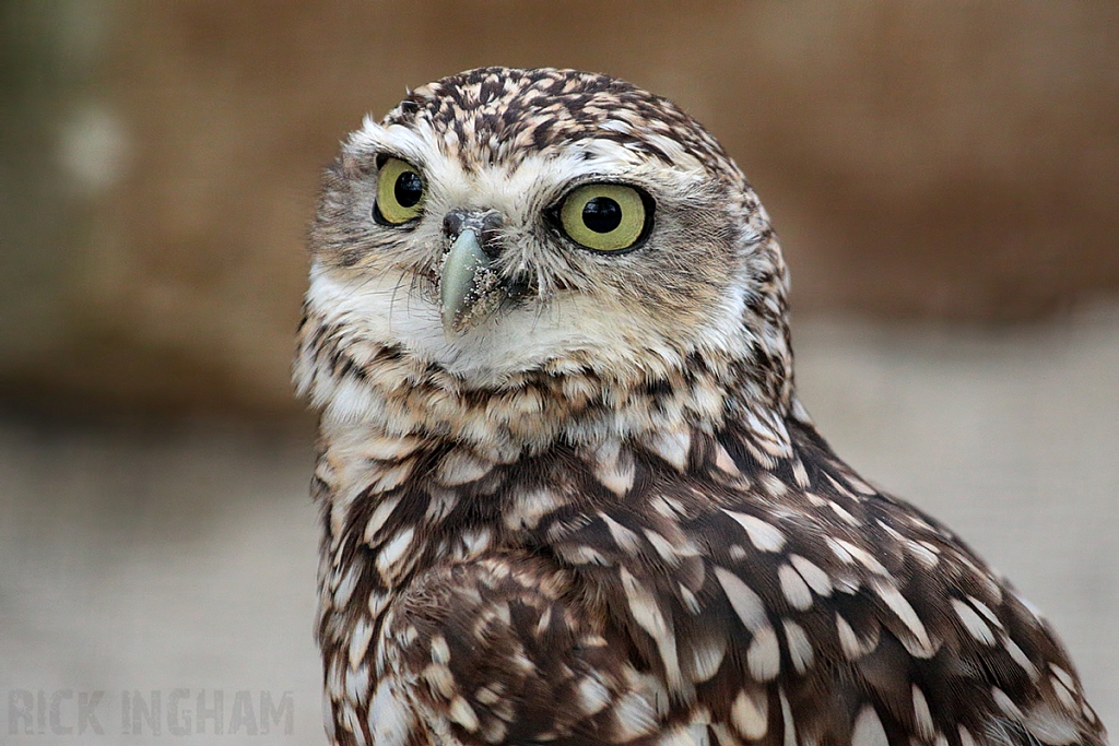 Burrow Owl