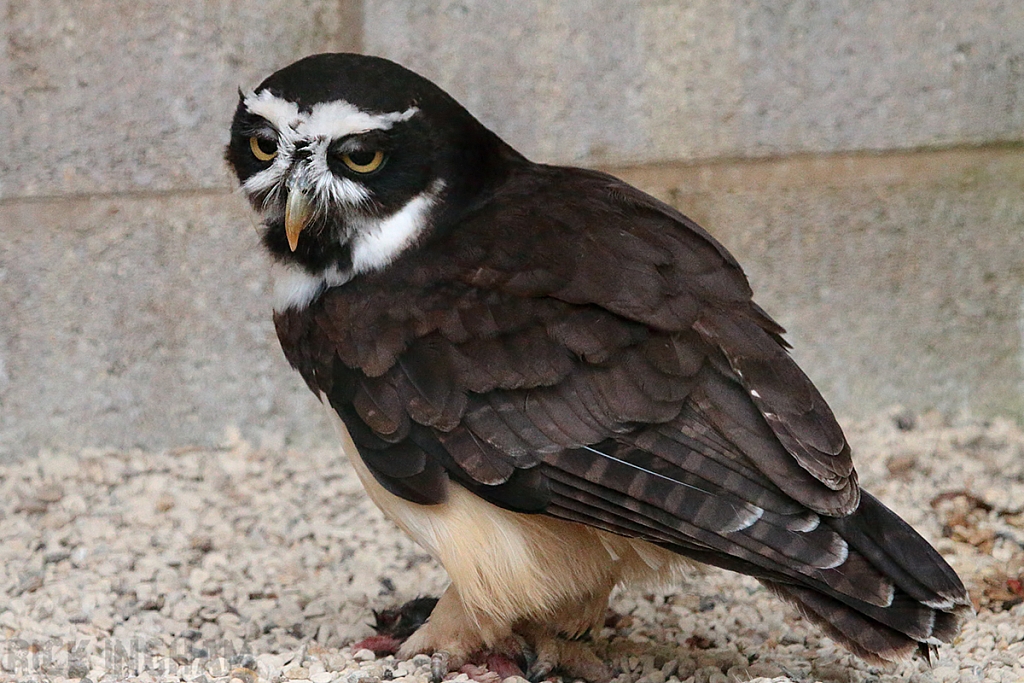 Spectacled Owl