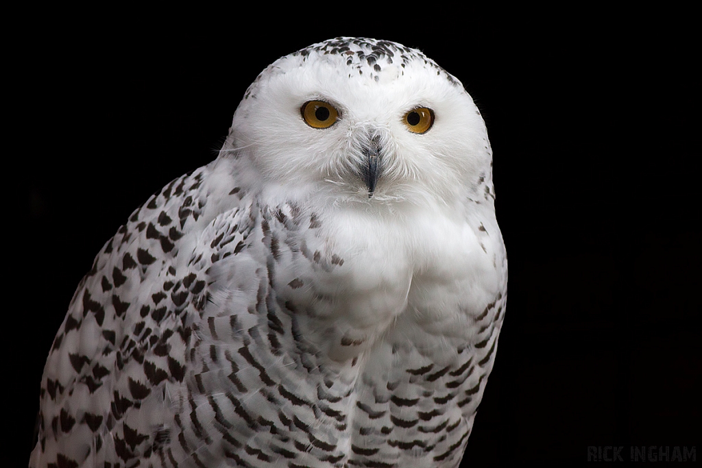 Snowy Owl