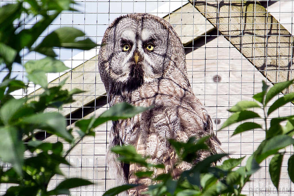 Great Grey Owl