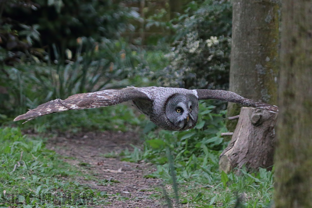 Great Grey Owl