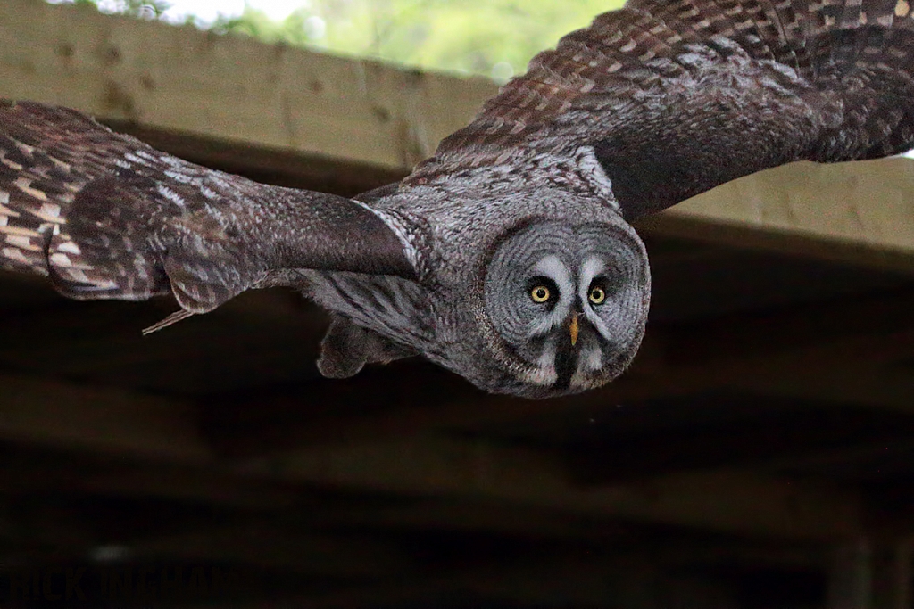 Great Grey Owl