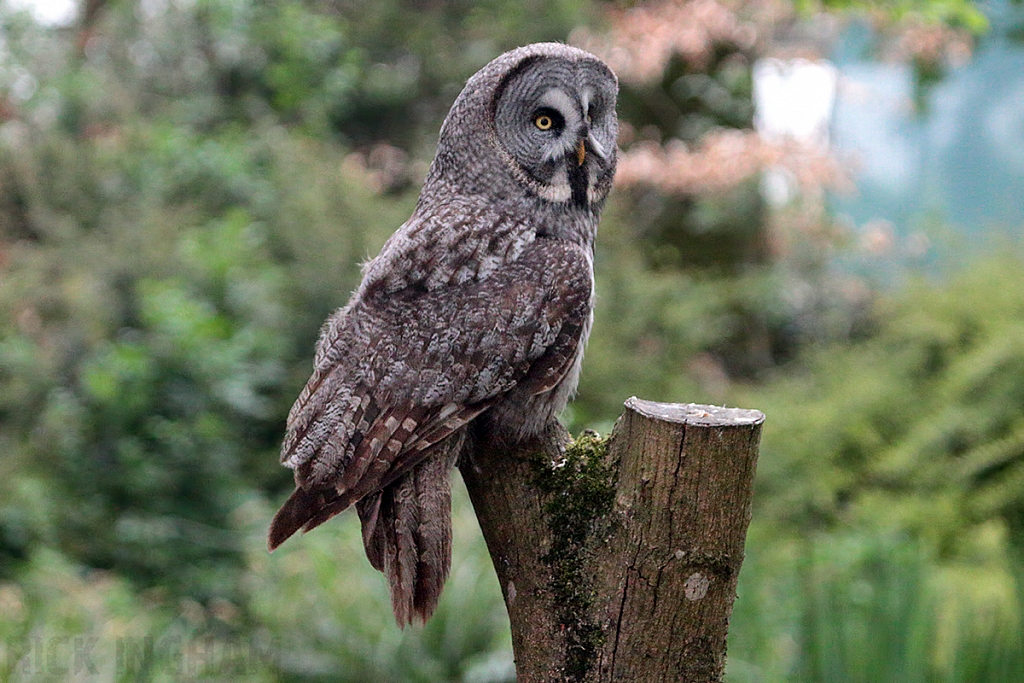 Great Grey Owl