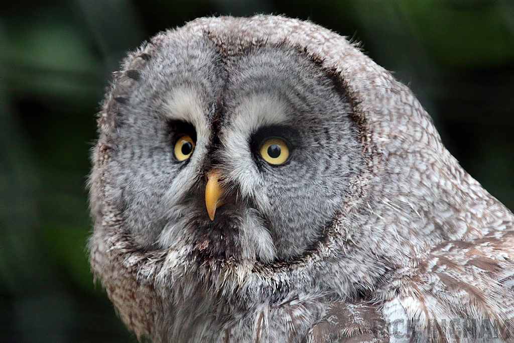 Great Grey Owl
