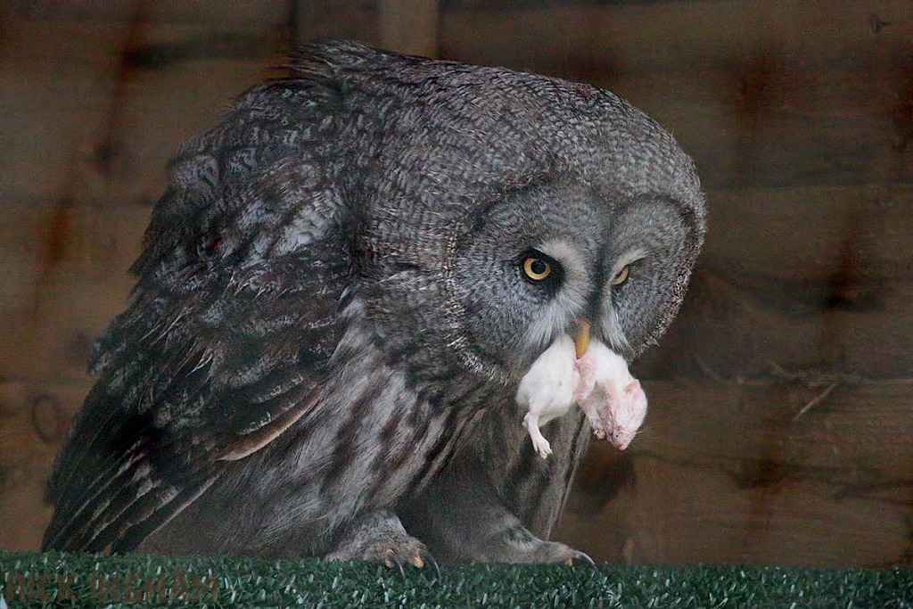 Great Grey Owl