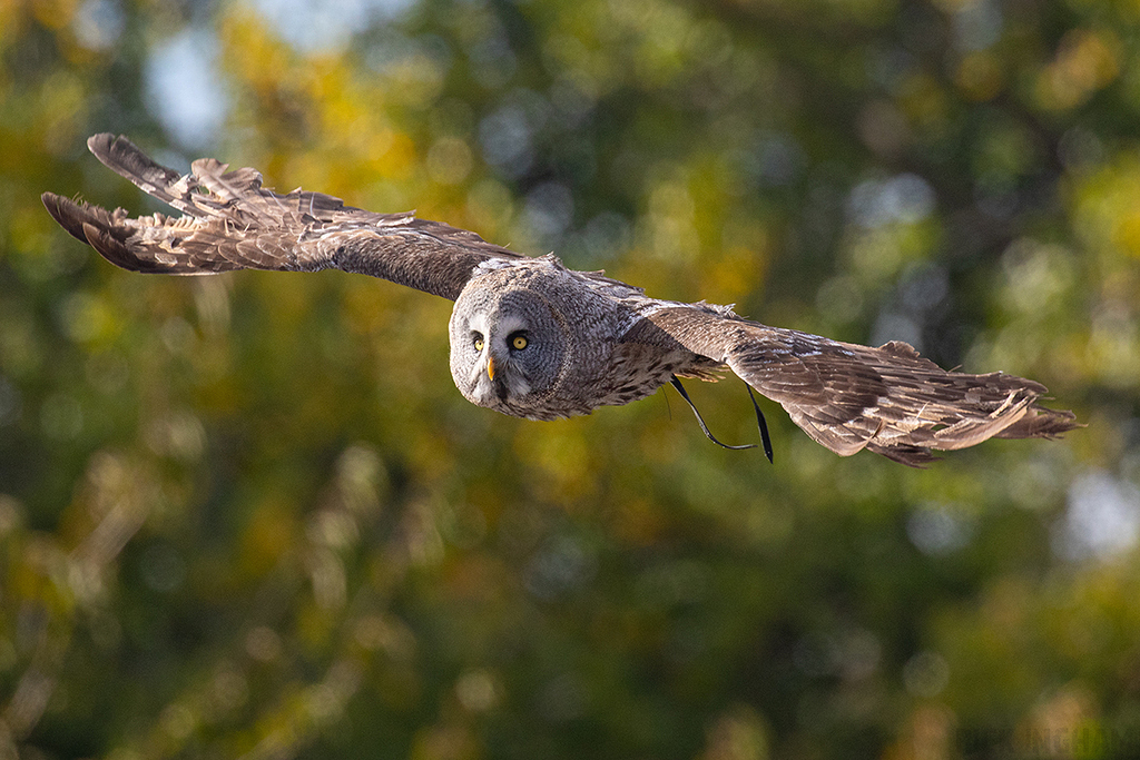 Great Grey Owl