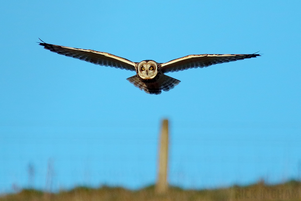 Short-Eared Owl