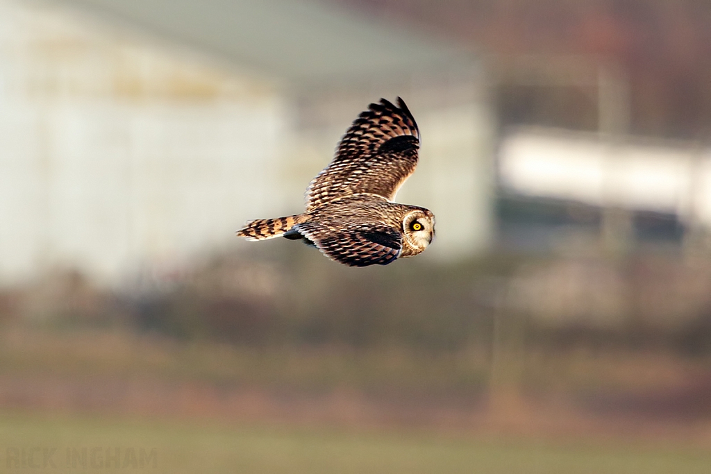 Short-Eared Owl