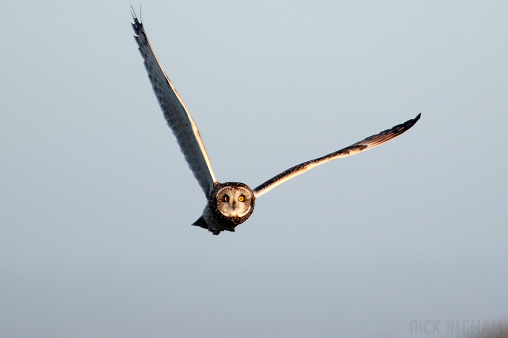 Short-Eared Owl
