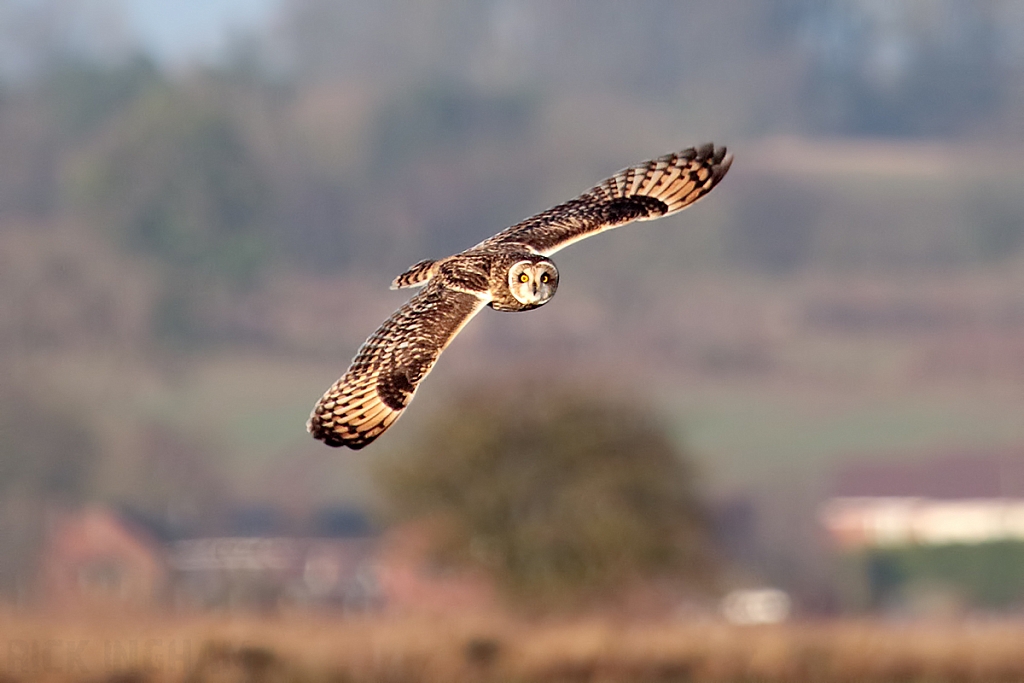 Short-Eared Owl