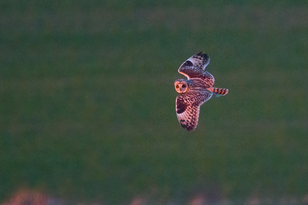 Short-Eared Owl