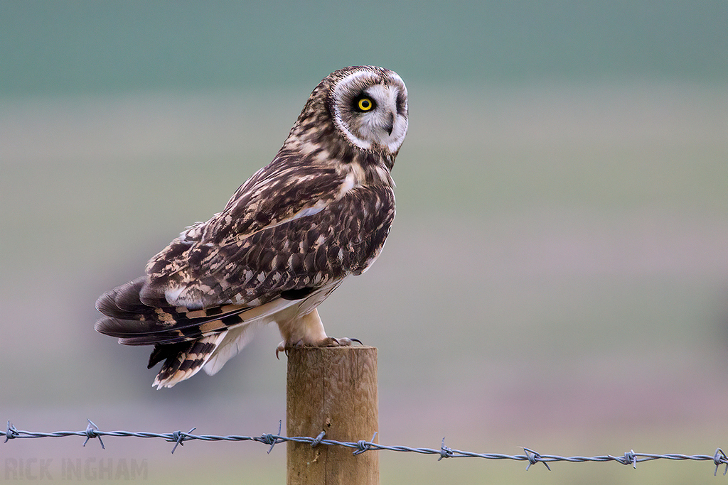 Short-Eared Owl