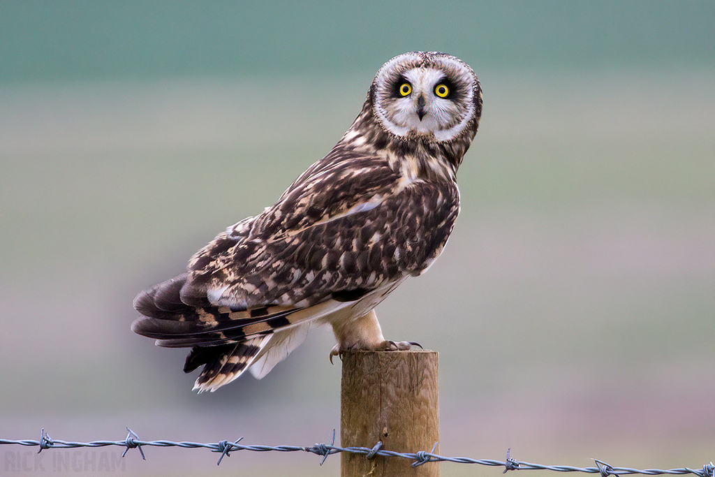 Short-Eared Owl