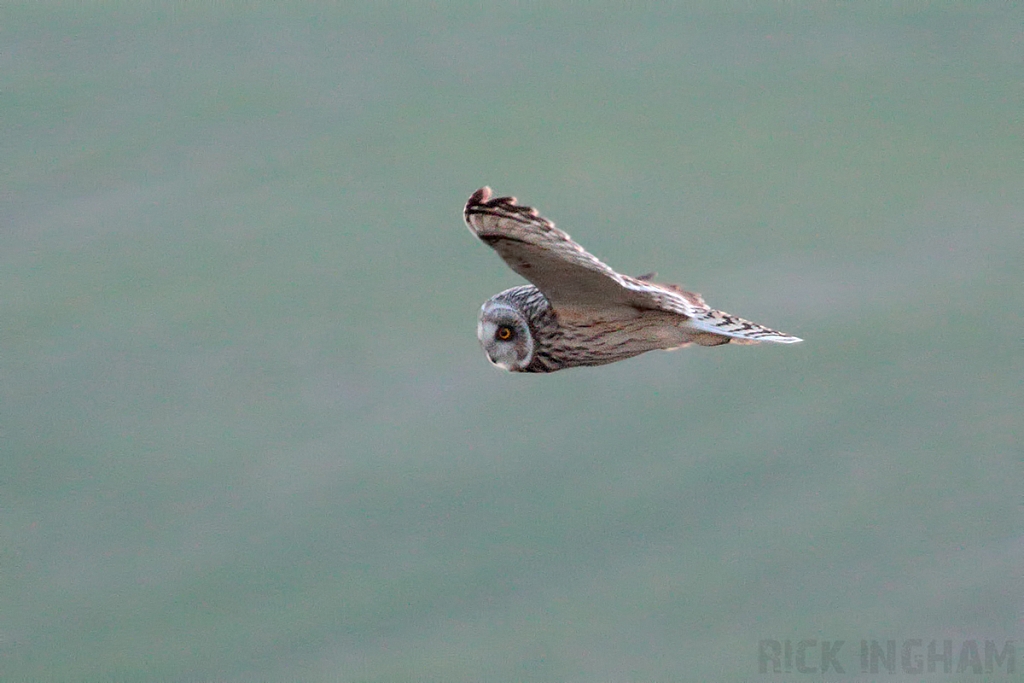 Short-Eared Owl
