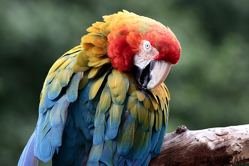 Hybrid Macaw