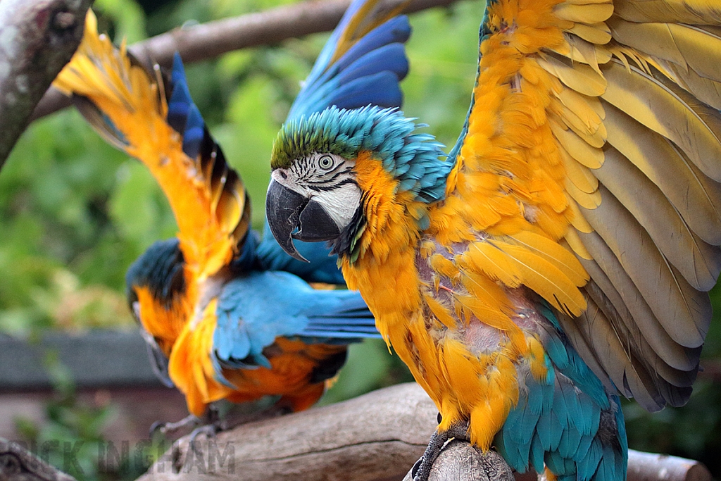 Blue and Gold Macaw