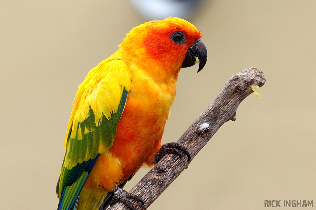 Sun Conure