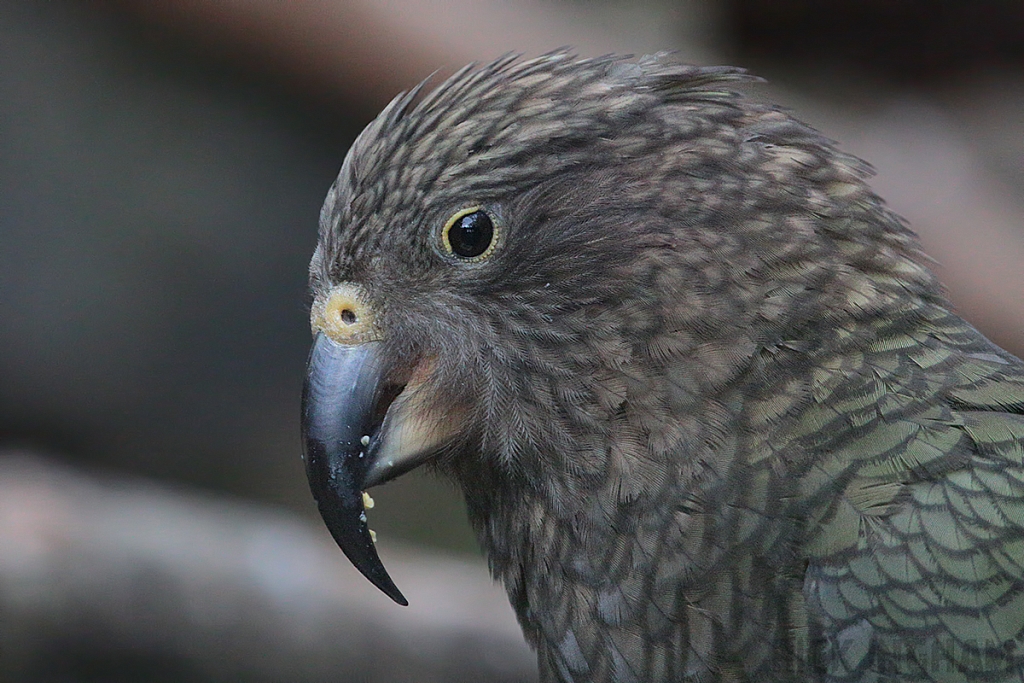 Kea