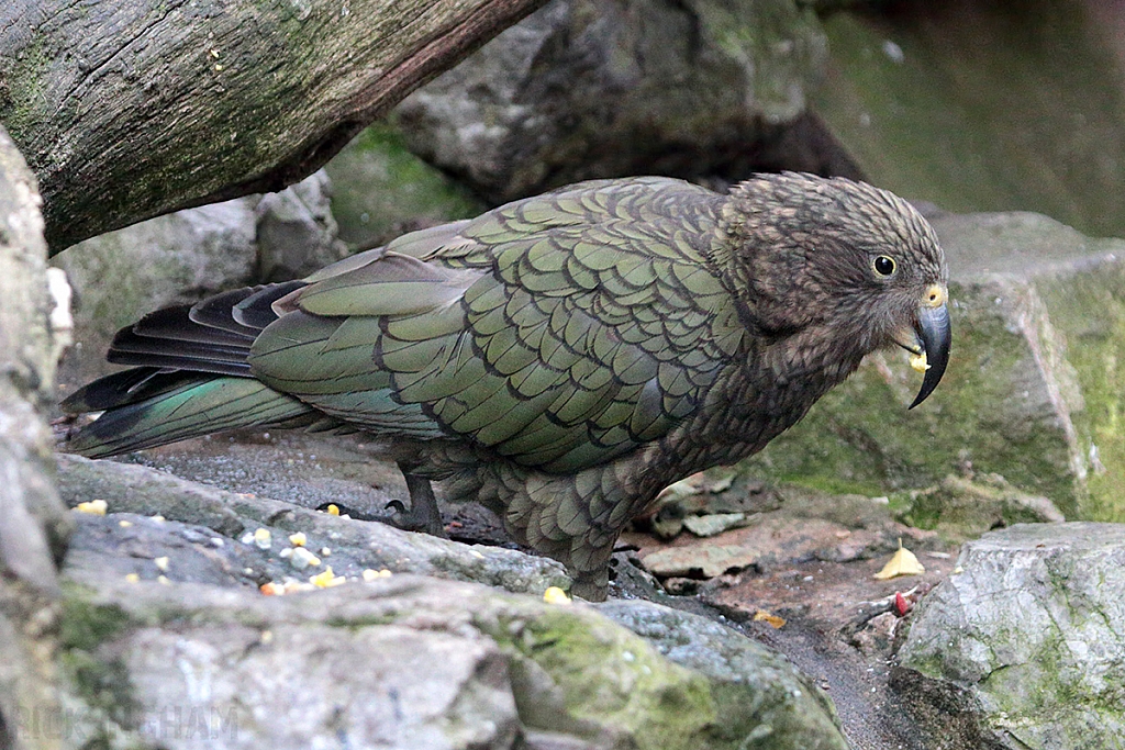 Kea
